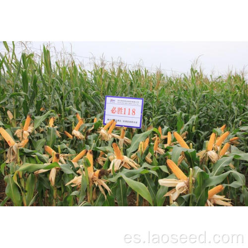 Granos de maíz de maíz amarillo de alta calidad